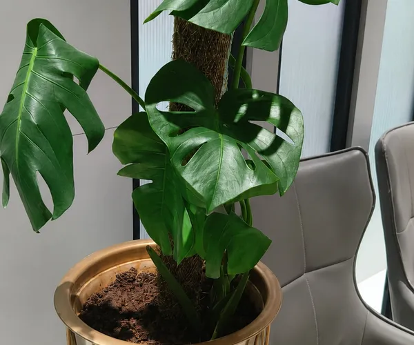 Plants on Rent service in Pune — professional plants on rent by Pune Greens