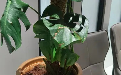 Is Plant Rental Worth It? A Cost Comparison for Pune Businesses — Pune Greens