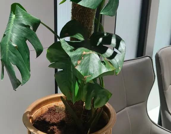 Best Plants for Pune Climate — Heat, Rain & All-Season Survivors — Pune Greens blog