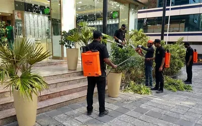 Best Indoor Plants for Offices in Pune — Expert Recommendations — Pune Greens blog