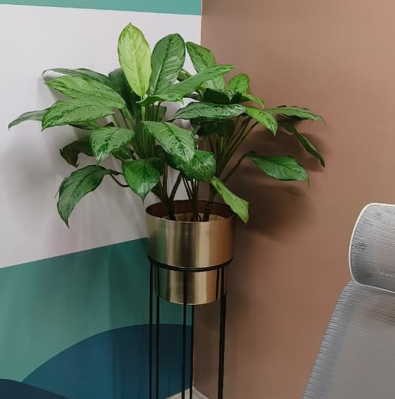 Plants on rent for homes in Pune, lush indoor greenery for residential spaces